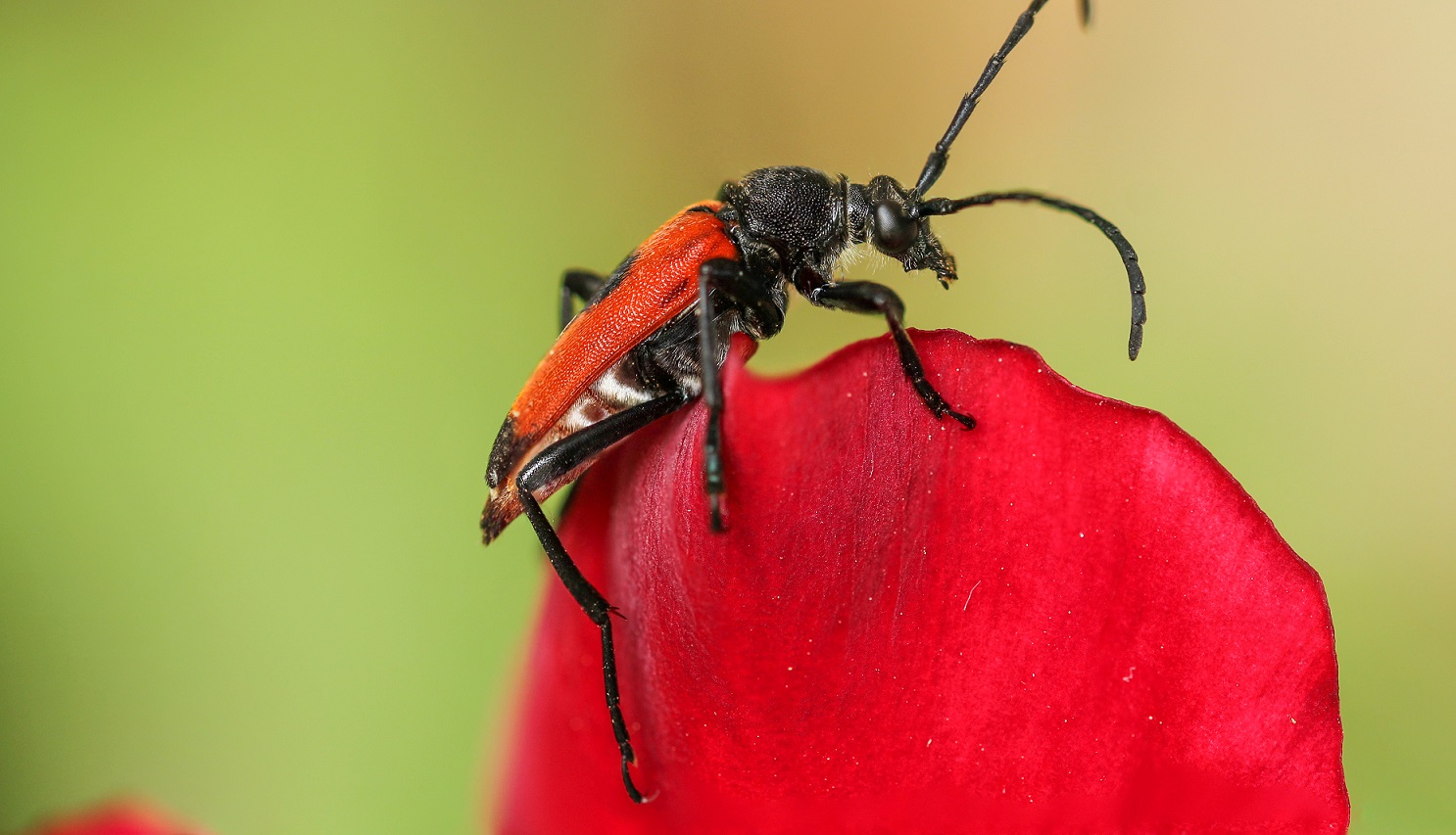 Cerambycidae: Stictoleptura cordigera